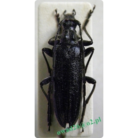 Oxymirus cursor (Linnaeus, 1758) male Ostrokrywka nieparka, o. goniec